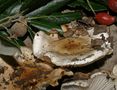 Hygrophorus arbustivus
